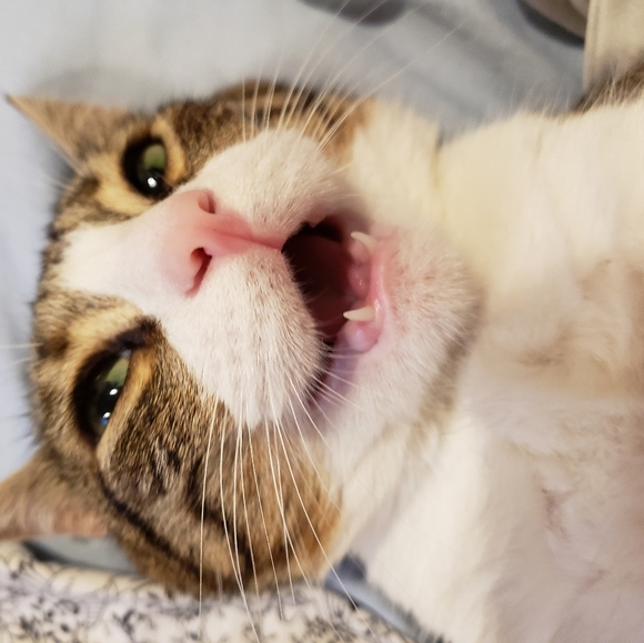Vintage Lot of Five Cream and Gold Bangles - Picture 5 of 5